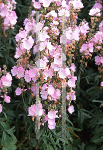 Picture of Sidalcea malviflora 'Little Princess'