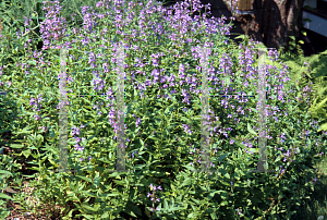 Picture of Nepeta x faassenii 'Souvenir d'Andre Chaudron'