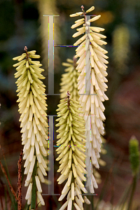 Picture of Kniphofia  'Little Maid'