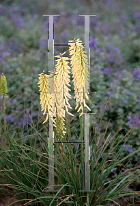 Picture of Kniphofia  'Little Maid'