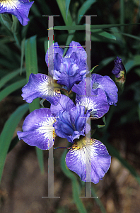 Picture of Iris sibirica 'Coronation Anthem'