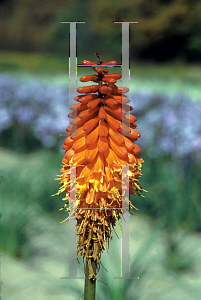 Picture of Kniphofia  'Shining Sceptre'