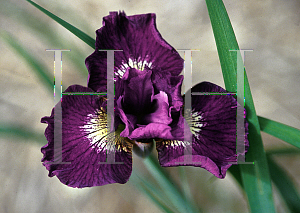 Picture of Iris sibirica 'Sultan's Ruby'