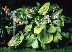 Picture of Hosta  'Sum & Substance'