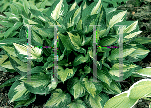 Picture of Hosta  'Whirlwind'