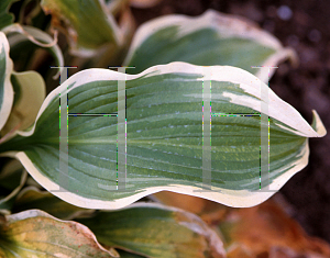 Picture of Hosta  'Zippity Do Dah'