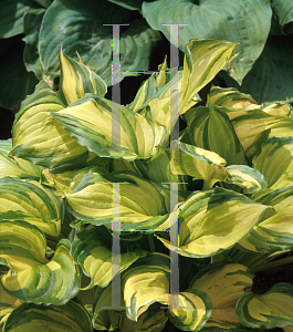 Picture of Hosta  'Flame Stitch'