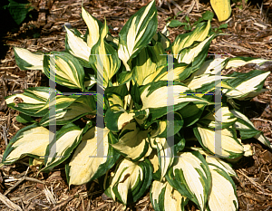 Picture of Hosta  'Flame Stitch'