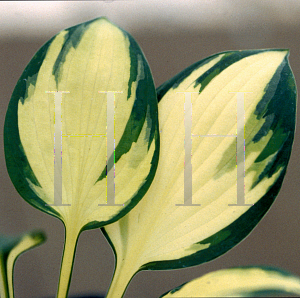 Picture of Hosta  'Morning Light'