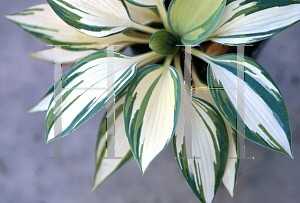 Picture of Hosta  'Nobility'