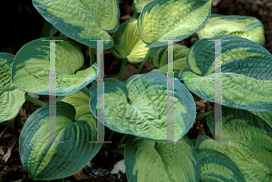 Picture of Hosta  'Dick Ward'