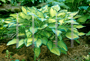 Picture of Hosta  'Paul's Glory'