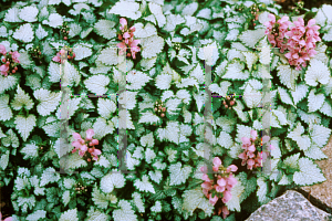 Picture of Lamium maculatum 'Orchid Frost'