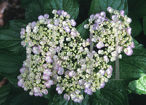 Picture of Hydrangea macrophylla 'Uzu Azisai'