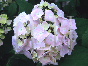 Picture of Hydrangea macrophylla 'Filibert'