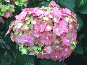 Picture of Hydrangea macrophylla 'Parzival'