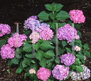 Picture of Hydrangea macrophylla 'Parzival'