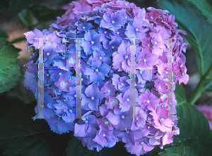 Picture of Hydrangea macrophylla 'Parzival'