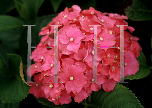 Picture of Hydrangea macrophylla 'Tolivit'