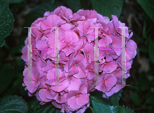 Picture of Hydrangea macrophylla 'Masja'