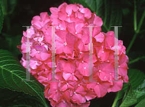 Picture of Hydrangea macrophylla 'Glowing Embers'