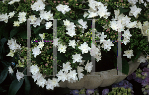 Picture of Hydrangea macrophylla 'Hanabi'