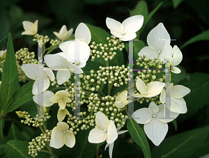 Picture of Hydrangea serrata 'Amagi Amacha'