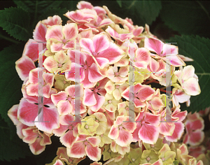 Picture of Hydrangea macrophylla 'Harlequin'