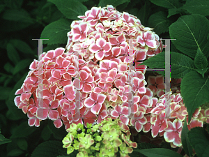 Picture of Hydrangea macrophylla 'Harlequin'