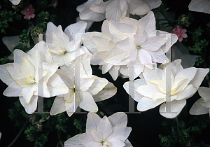 Picture of Hydrangea macrophylla 'Hanabi'