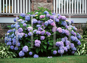 Picture of Hydrangea macrophylla 'Nikko Blue'