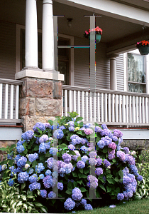 Picture of Hydrangea macrophylla 'Nikko Blue'