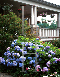 Picture of Hydrangea macrophylla 'Nikko Blue'