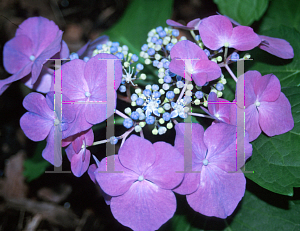 Picture of Hydrangea macrophylla 'Mousmee'