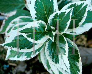 Picture of Hydrangea macrophylla 'Tricolor'