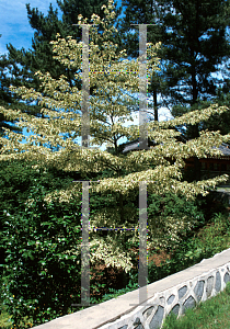 Picture of Cornus controversa 'Variegata'