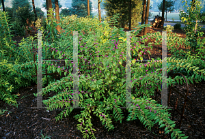 Picture of Callicarpa dichotoma 'Early Amethyst'