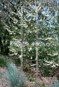 Picture of Halesia tetraptera 