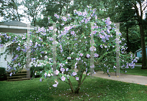 Picture of Hibiscus syriacus 'Blue Bird'