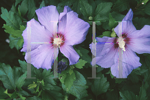 Picture of Hibiscus syriacus 'Blue Bird'