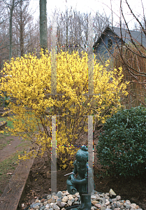 Picture of Forsythia x intermedia 'Lynwood'