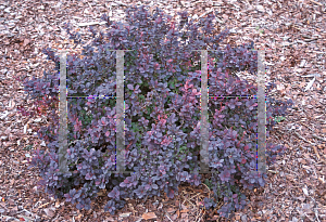 Picture of Berberis thunbergii 'Concorde'