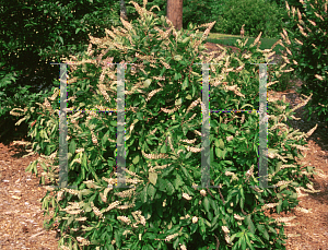 Picture of Clethra alnifolia 'Fern Valley Pink'