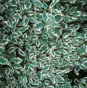 Picture of Cornus alternifolia 'Argentea'