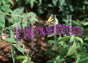 Picture of Buddleia davidii 'Black Knight'