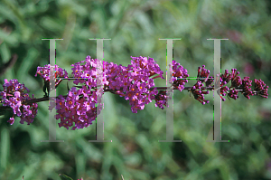 Picture of Buddleia davidii 'Dubonnet'