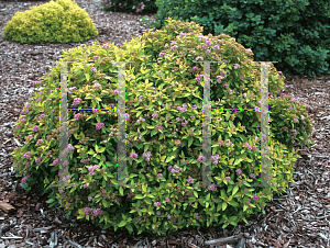 Picture of Spiraea japonica 'Dakota Goldcharm'