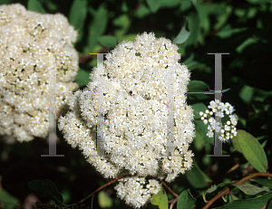 Picture of Spiraea virginiana 