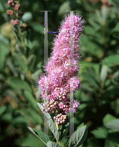 Picture of Spiraea douglasii 