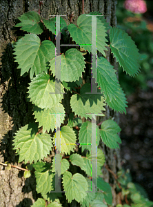 Picture of Schizophragma hydrangeoides 'Strawberry Leaf'